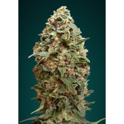 Afghan Skunk · Advanced Seeds · graines de cannabis · Fem