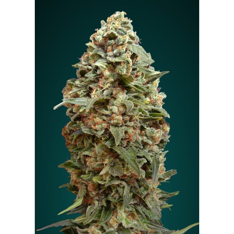 Afghan Skunk · Advanced Seeds · kaufen cannabis samen · Fem