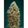 Afghan Skunk · Advanced Seeds · sementes de maconha · Fem