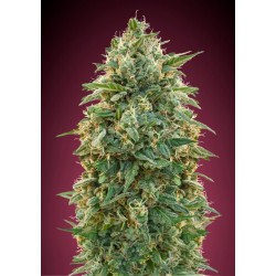 Amnesia · Advanced Seeds · graines de cannabis · Fem