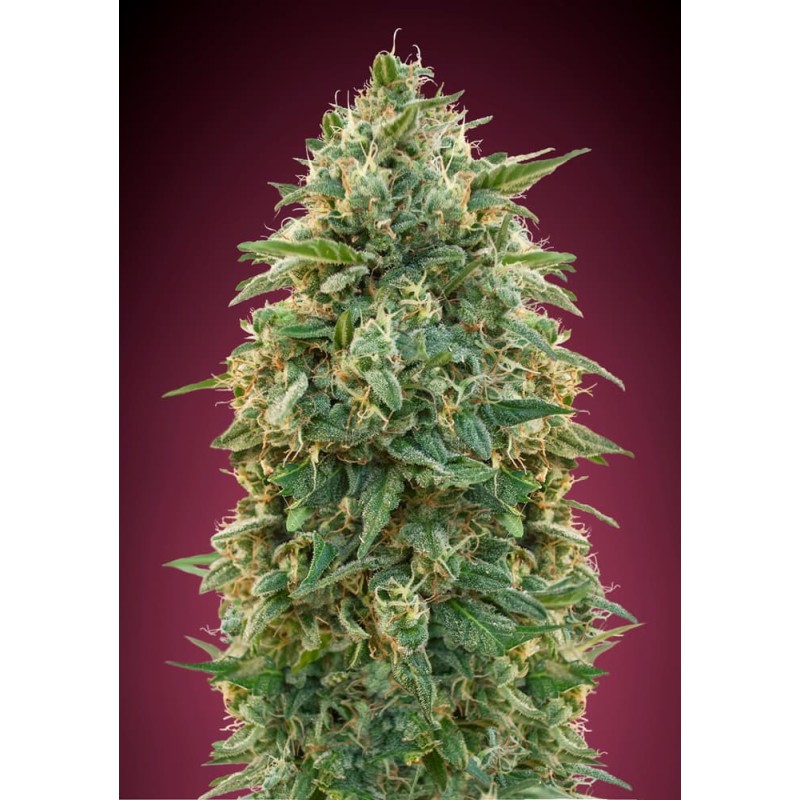 Amnesia · Advanced Seeds · graines de cannabis · Fem