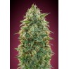 Amnesia · Advanced Seeds · sementes de maconha · Fem
