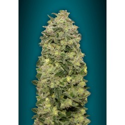 Auto Afghan Skunk · Advanced Seeds · cannabis seeds · AutoFem