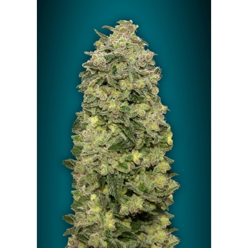 Auto Afghan Skunk · Advanced Seeds · cannabis seeds · AutoFem