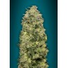 Auto Afghan Skunk · Advanced Seeds · cannabis seeds · AutoFem