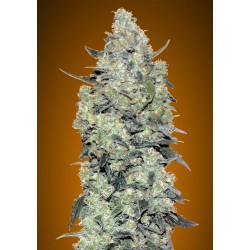 Sementes Auto Critical Mass | Advanced Seeds | Produção Máxima