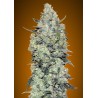 Sementes Auto Critical Mass | Advanced Seeds | Produção Máxima