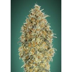 Auto Gorilla Blue · Advanced Seeds · kenevir tohum - Disi · AutoFem