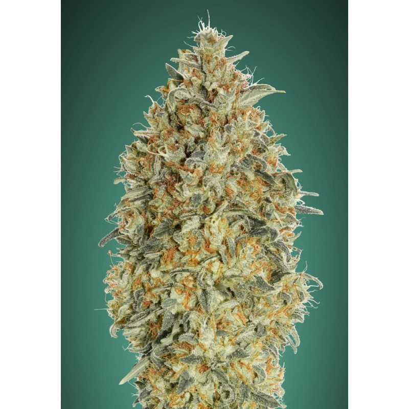 Auto Gorilla Blue – Graines Autofloraison Advanced Seeds