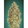 Auto Gorilla Blue · Advanced Seeds · cannabis seeds · AutoFem