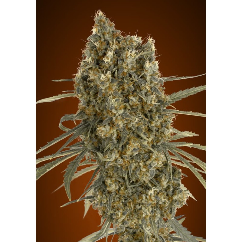 Auto Jack Herer · Advanced Seeds · cannabis seeds · AutoFem
