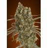 Auto Jack Herer · Advanced Seeds · kenevir tohum - Disi · AutoFem