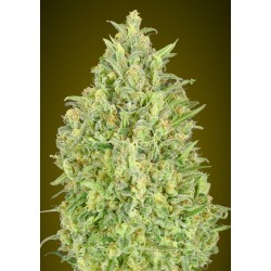 Auto Pineapple Glue – Sementes Autoflorescentes Advanced Seeds