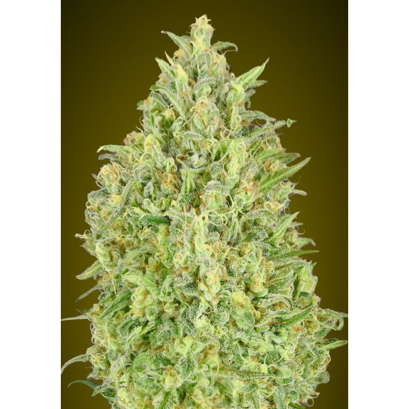 Auto Pineapple Glue · Advanced Seeds · cannabis seeds · AutoFem