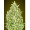 Auto Pineapple Glue – Sementes Autoflorescentes Advanced Seeds