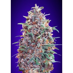 Auto Purple Diesel: Sabor Diesel e Cores Roxas | Advanced Seeds