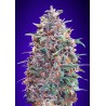 Auto Purple Diesel  · Advanced Seeds · kenevir tohum - disi · AutoFem