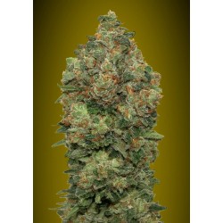 Auto Critical Soma · Advanced Seeds · kenevir tohum - Disi  ·  AutoFem