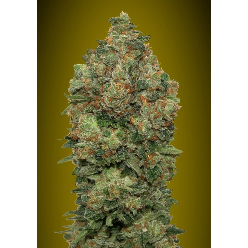Auto Critical Soma · Advanced Seeds · kaufen · kaufen · cannabis samen  ·  AutoFem