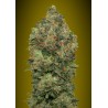 Auto Critical Soma · Advanced Seeds · kenevir tohum - Disi  ·  AutoFem