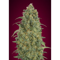Auto Strawberry Gum · Advanced Seeds · kaufen cannabis samen · AutoFem