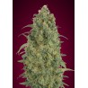 Auto Strawberry Gum · Advanced Seeds · cannabis seeds · AutoFem