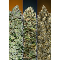 Automatic Col 2 · Advanced Seeds · cannabis seeds · AutoFem