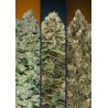 Automatic Col  4 · Advanced Seeds · cannabis seeds · AutoFem