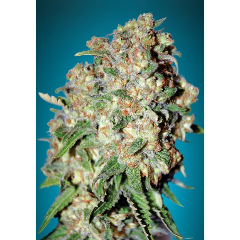 Critical · Advanced Seeds · cannabis samen · Feminisiert