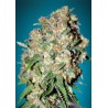 Critical · Advanced Seeds · cannabis samen · Feminisiert