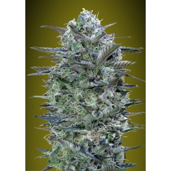 Critical Lemon · Advanced Seeds · cannabis seeds · Fem