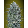 Graines Critical Lemon Féminisées | Advanced Seeds | Dr.Green