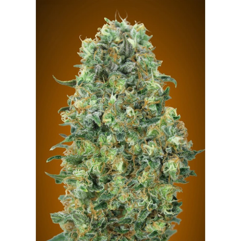 Critical Mass · Advanced Seeds · graines de cannabis · Fem