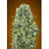 Critical Mass · Advanced Seeds · sementes de maconha · Fem