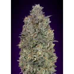 Critical Purple Kush · Advanced Seeds · sementes de maconha · Fem