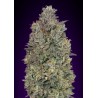 Critical Purple Kush · Advanced Seeds · sementes de maconha · Fem