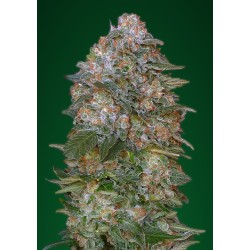 Critical Soma · Advanced Seeds · sementes de maconha · Fem