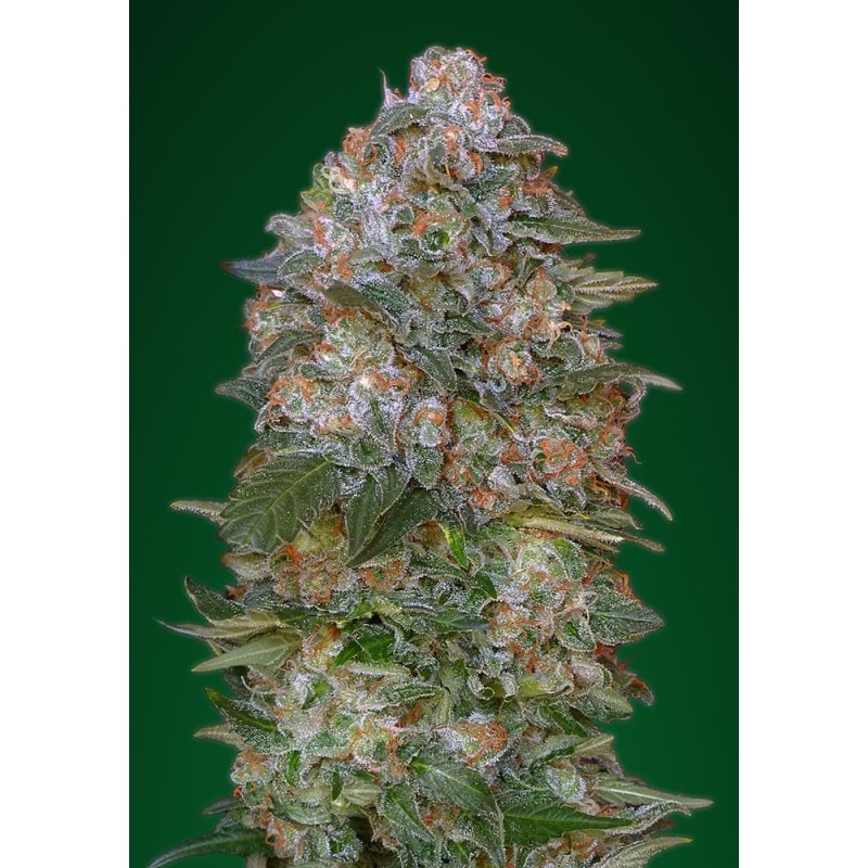 Critical Soma · Advanced Seeds · cannabis seeds · Fem