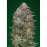 Critical Soma · Advanced Seeds · graines de cannabis · Fem