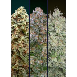 Feminized Col 2 · Advanced Seeds · kaufen cannabis samen · Fem