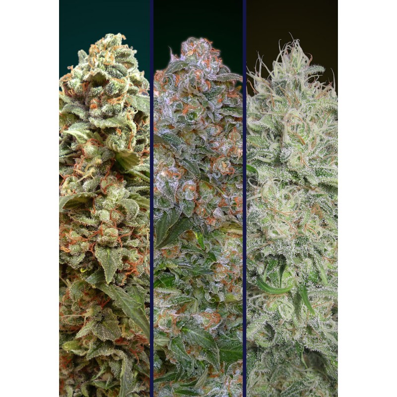 Feminized Col 2 · Advanced Seeds · graines de cannabis · Fem