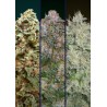 Feminized Col 2 · Advanced Seeds · sementes de maconha · Fem