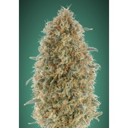 Gorilla Blue · Advanced Seeds · sementes de maconha  ·  Fem