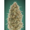 Gorilla Blue · Advanced Seeds · kenevir tohum - disi  ·  Fem