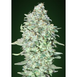 OG Kush SFV : La Légende Pure de la Côte Ouest | Advanced Seeds