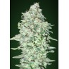 OG Kush SFV · Advanced Seeds · kenevir tohum - disi · Fem
