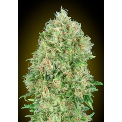 Pineapple Glue · Advanced Seeds · sementes de maconha · Fem