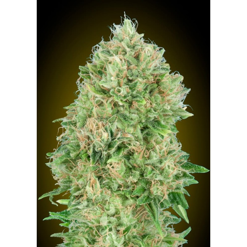 Pineapple Glue · Advanced Seeds · graines de cannabis · Fem