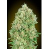 Pineapple Glue · Advanced Seeds · sementes de maconha · Fem