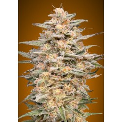 Somango Widow · Advanced Seeds · cannabis seeds ·  Fem